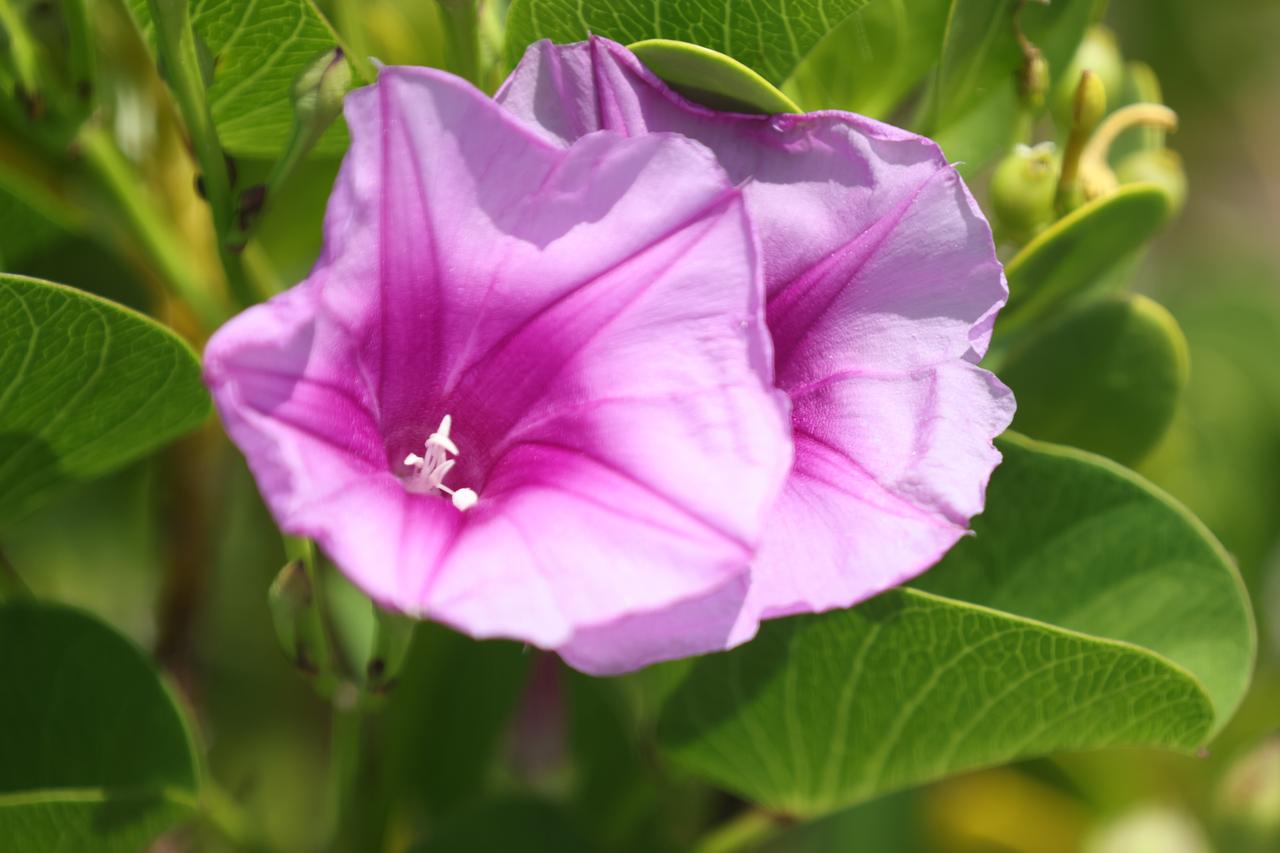 A close-up view of wildflowers called Ipomoea Pes-caprae (railroad vine) in a field at NASA’s Kennedy Space Center in Florida on June 13, 2023. The center shares a boundary with the Merritt Island National Wildlife Refuge. Along with wildflowers, Kennedy and the wildlife refuge are home to more than 300 native and migratory bird species, 65 amphibian and reptile species, and more than 1,000 different types of plants. 