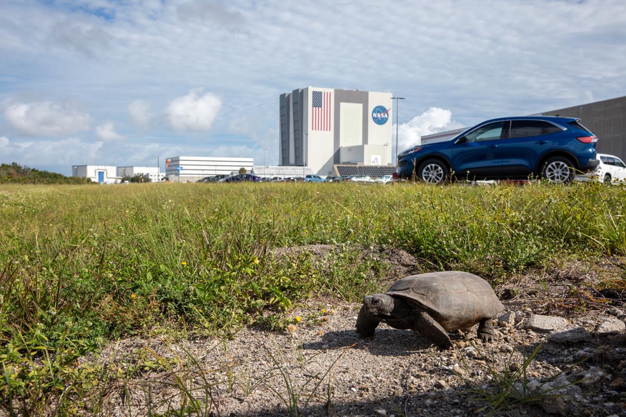 A tortoise walks through the grass at NASA's Kennedy Space Center in Florida on Monday, Sept. 25, 2023. In view in the background is the iconic Vehicle Assembly Building. The center shares over 140,000 acres with Canaveral National Seashore and Merritt Island National Wildlife Refuge, a diverse ecosystem and home to more than 1,000 species of plants, 117 species of fish, 68 species of amphibians and reptiles, 330 species of birds, and 31 different types of mammals.