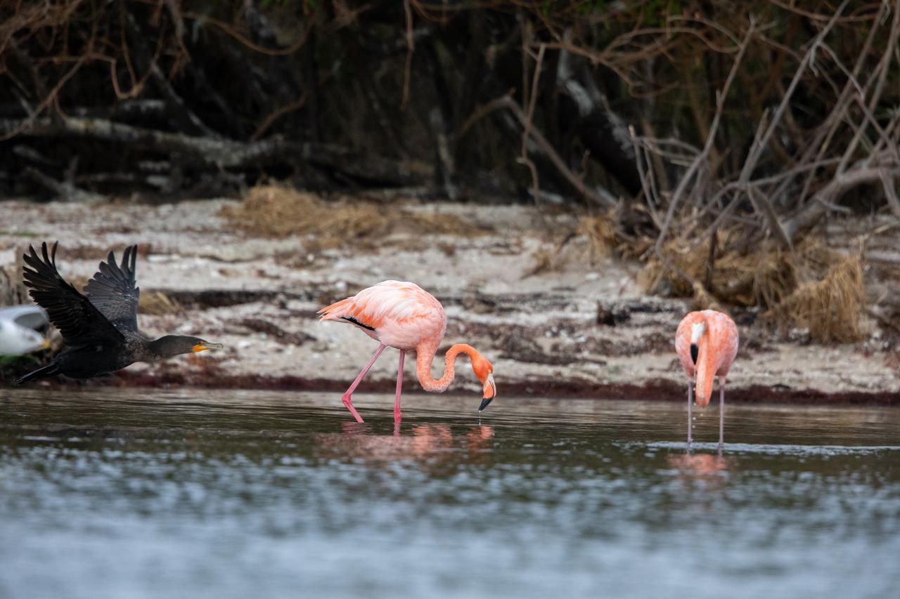 American Flamingos cool off in the Indian River at Haulover Canal on Merritt Island on Thursday, Jan. 11, 2024. The American Flamingos are more common in Mexico and Cuba but the winds from Hurricane Idalia relocated them to Florida in September 2023. Kennedy Space Center in Florida shares a border with the Merritt Island National Wildlife Refuge where more than 310 species of birds inhabit the refuge. 