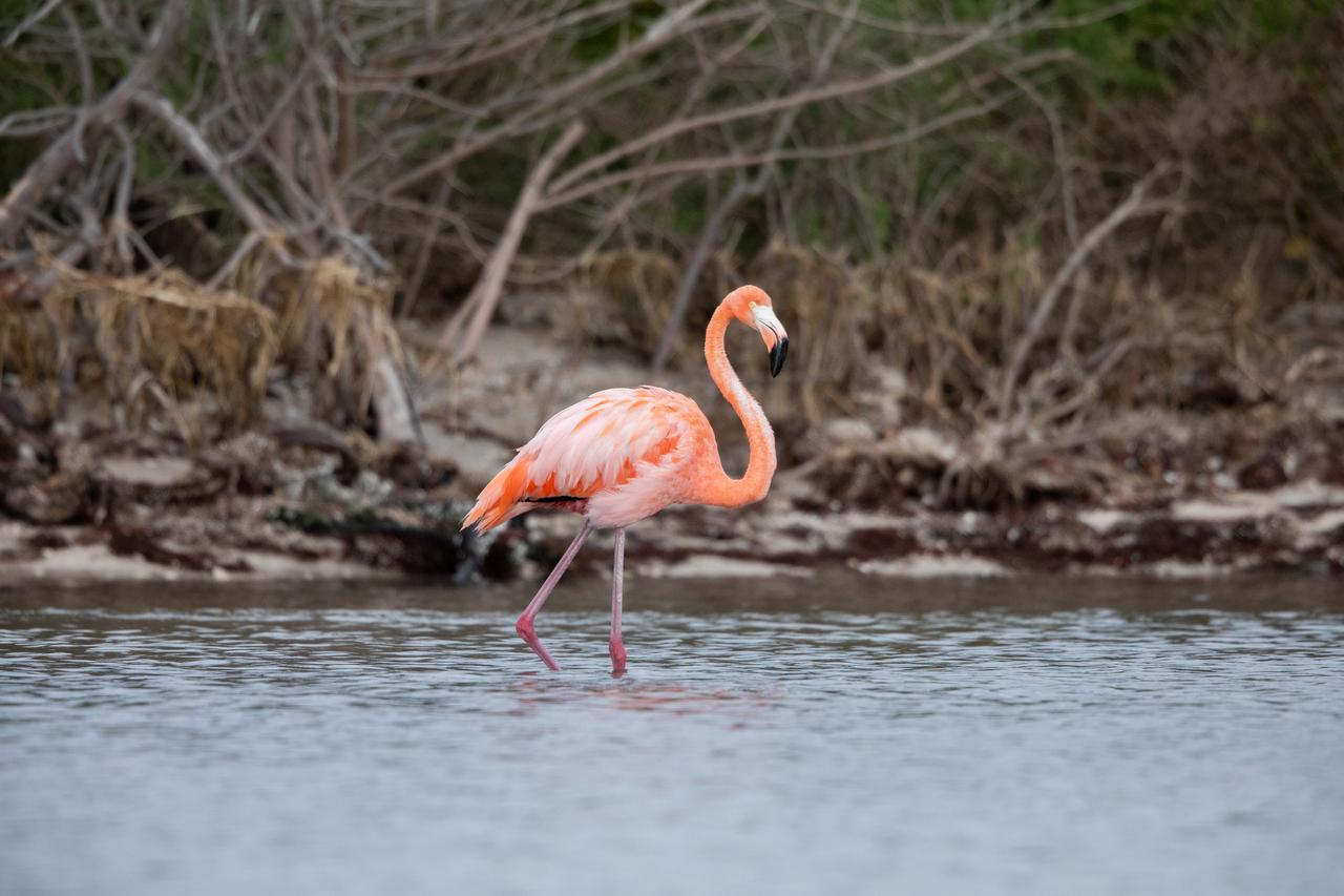 An American Flamingo cools off in the Indian River at Haulover Canal on Merritt Island on Thursday, Jan. 11, 2024. The American Flamingos are more common in Mexico and Cuba but the winds from Hurricane Idalia relocated them to Florida in September 2023. Kennedy Space Center in Florida shares a border with the Merritt Island National Wildlife Refuge where more than 310 species of birds inhabit the refuge.