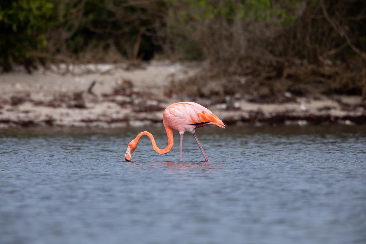 An American Flamingo takes a sip of water in the Indian River at Haulover Canal on Merritt Island on Thursday, Jan. 11, 2024. The American Flamingos are more common in Mexico and Cuba but the winds from Hurricane Idalia relocated them to Florida in September 2023. Kennedy Space Center in Florida shares a border with the Merritt Island National Wildlife Refuge where more than 310 species of birds inhabit the refuge.