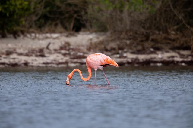 NASA image: Flamingos at Haulover Canal