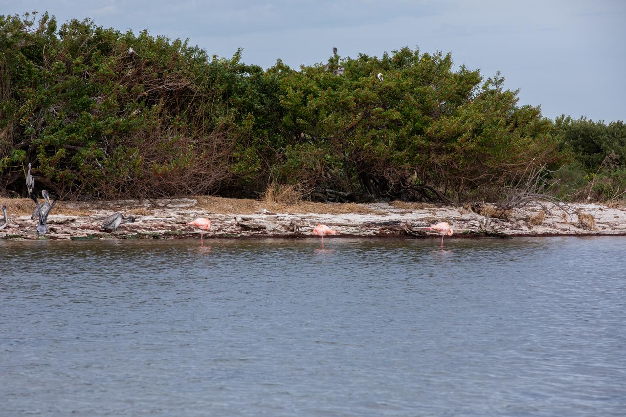 Three American Flamingos cool off in the Indian River at Haulover Canal on Merritt Island on Thursday, Jan. 11, 2024. The American Flamingos are more common in Mexico and Cuba but the winds from Hurricane Idalia relocated them to Florida in September 2023. Kennedy Space Center in Florida shares a border with the Merritt Island National Wildlife Refuge where more than 310 species of birds inhabit the refuge.