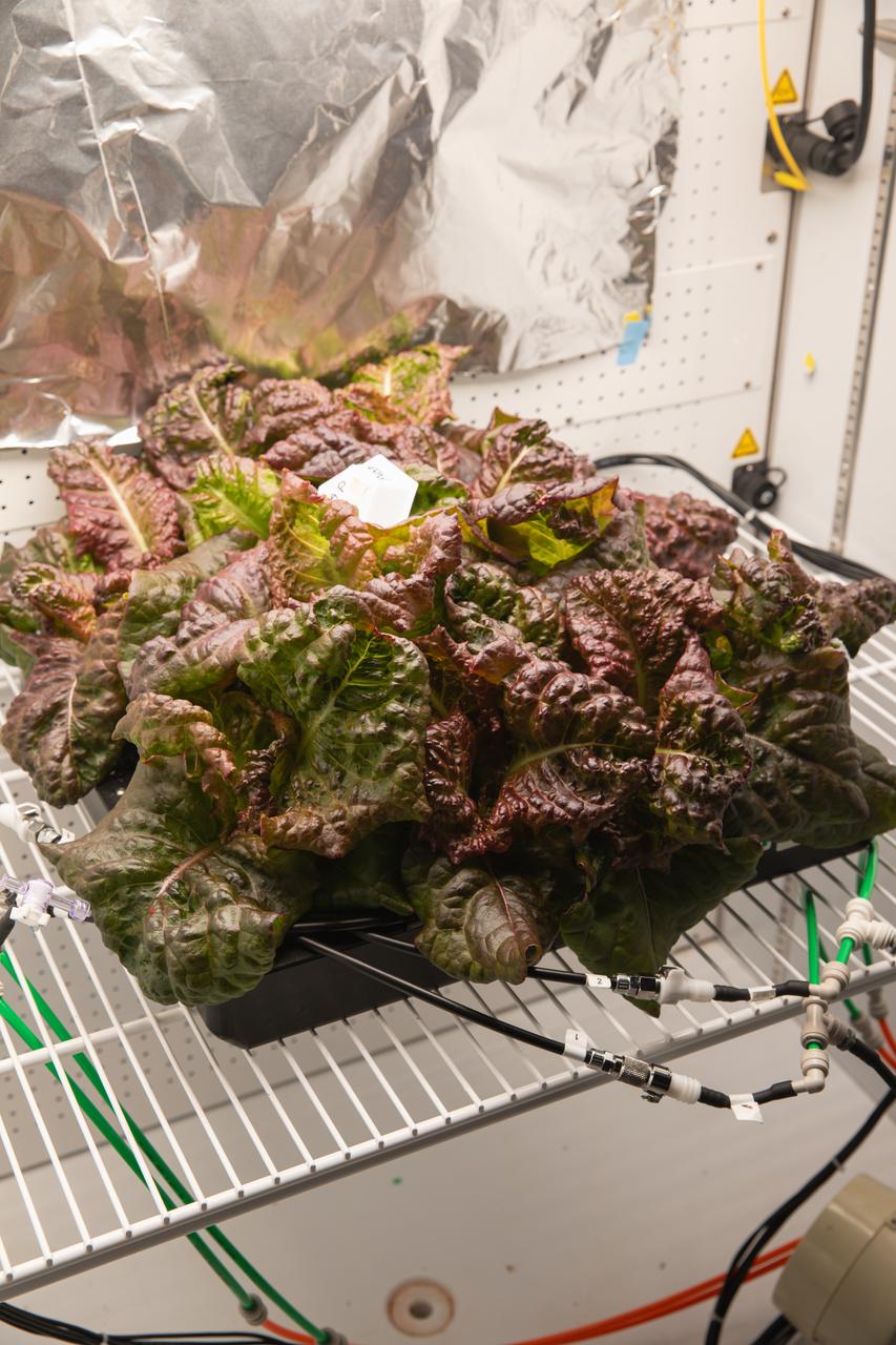 Space crop production scientists inside a laboratory at the Space Systems Processing Facility at NASA’s Kennedy Space Center in Florida harvest Outredgeous romaine lettuce for preflight testing of the Plant Habitat-07 (PH-07) experiment on Thursday, Aug. 29, 2024. PH-07 will be sent to the International Space Station on NASA’s SpaceX 31st commercial resupply services mission to study how optimal and suboptimal moisture conditions impact plant growth, nutrient content, and the plant microbiome.
