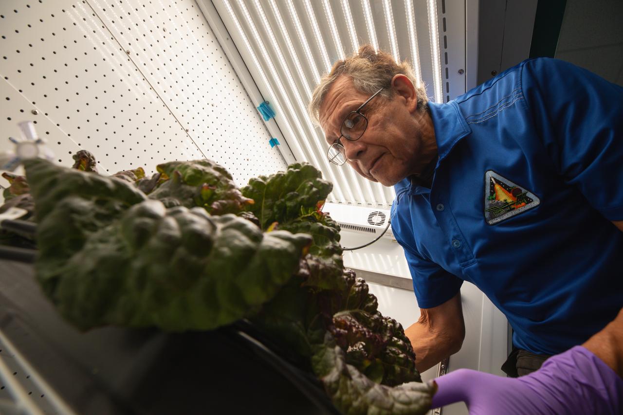 Space crop production scientist Oscar Monje harvests Outredgeous romaine lettuce for preflight testing of the Plant Habitat-07 (PH-07) experiment inside a laboratory at the Space Systems Processing Facility at NASA’s Kennedy Space Center in Florida on Thursday, Aug. 29, 2024. PH-07 will be sent to the International Space Station on NASA’s SpaceX 31st commercial resupply services mission to study how optimal and suboptimal moisture conditions impact plant growth, nutrient content, and the plant microbiome.