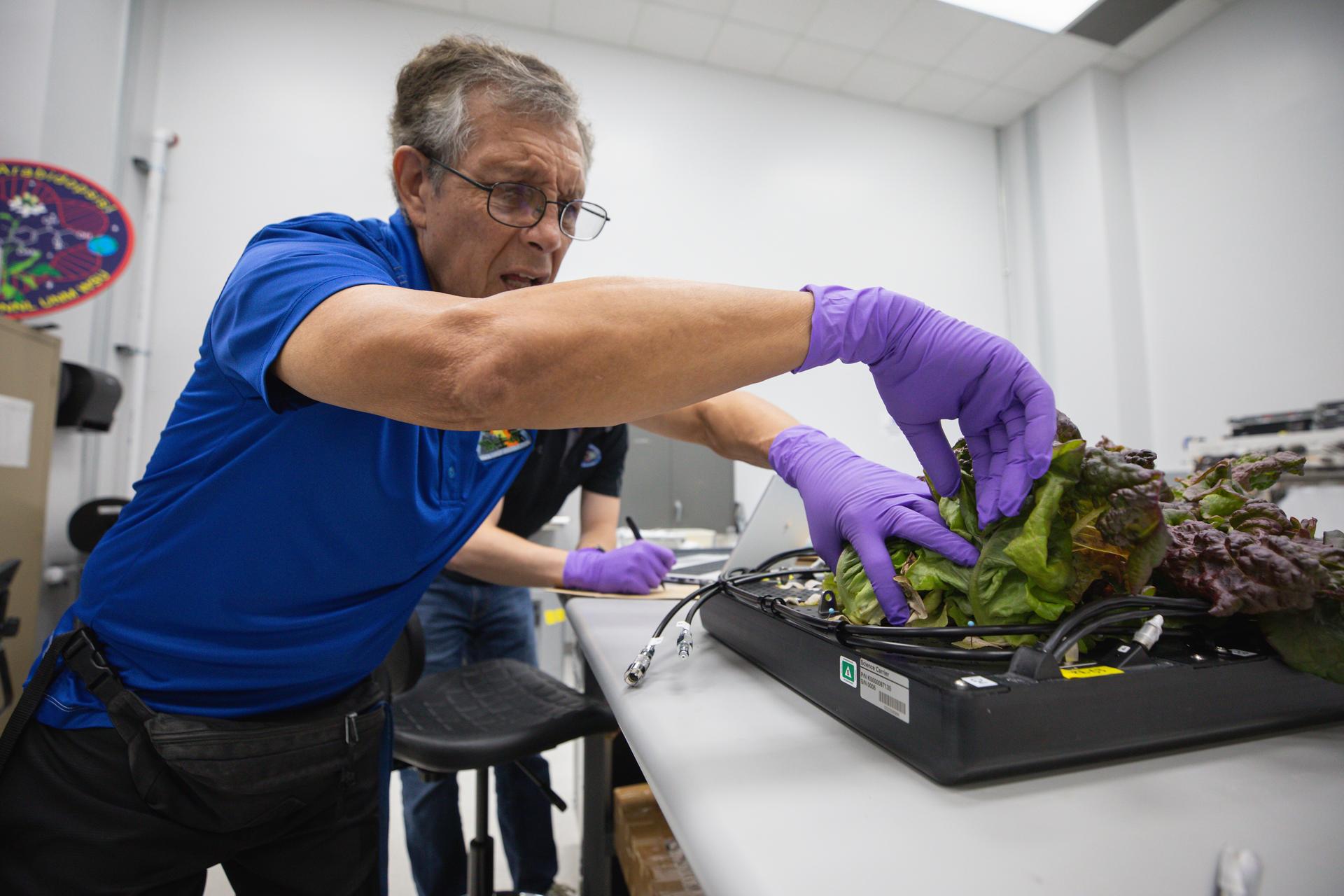 A man wearing a blue shirt, glasses, and bright purple gloves touches red and green colored lettuce in a black plant holder at a NASA laboratory with white walls