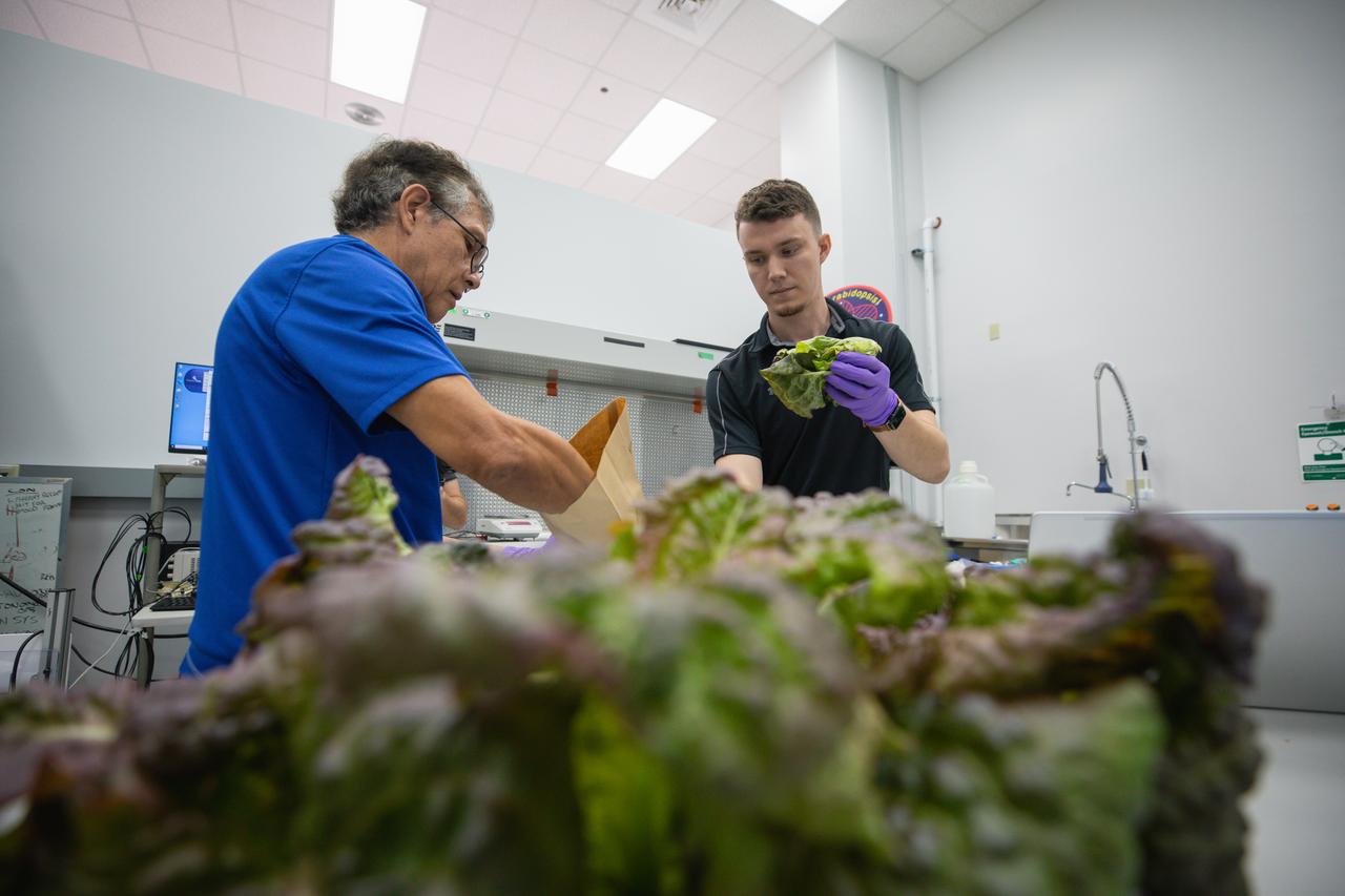 Space crop production scientists Oscar Monje (left) and Blake Costine harvest Outredgeous romaine lettuce for preflight testing of the Plant Habitat-07 (PH-07) experiment inside a laboratory at the Space Systems Processing Facility at NASA’s Kennedy Space Center in Florida on Thursday, Aug. 29, 2024. PH-07 will be sent to the International Space Station on NASA’s SpaceX 31st commercial resupply services mission to study how optimal and suboptimal moisture conditions impact plant growth, nutrient content, and the plant microbiome.