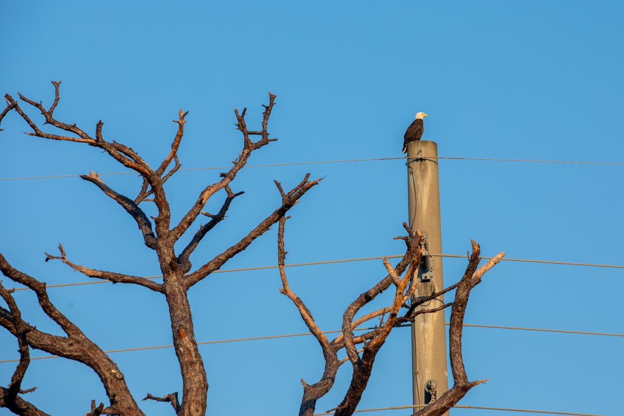 An American bald eagle is perched atop a pole on Wednesday, Sept. 18, 2024, near Kennedy Parkway North, about two miles from the Vehicle Assembly Building at NASA’s Kennedy Space Center in Florida. As of 2023, NASA’s Kennedy is home to 39 eagle territories with 33 of them active or potentially active between the months of September to March. NASA shares a boundary with the Merritt Island National Wildlife Refuge, home to more than 1,500 species of plants and animals, and 15 federally listed species.