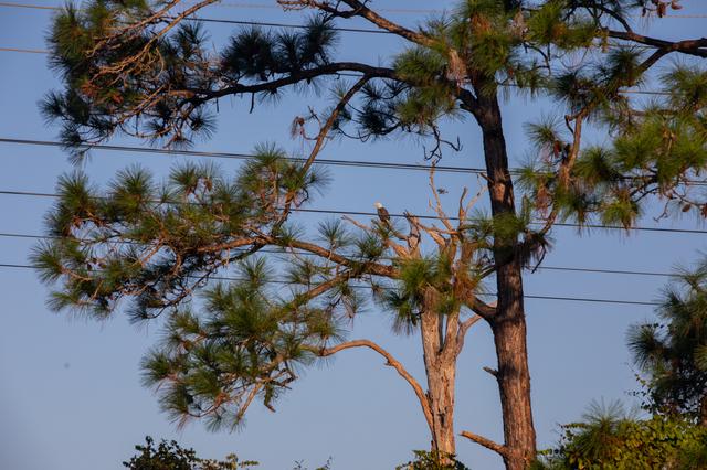 NASA image: Creative Photography - Bald Eagles