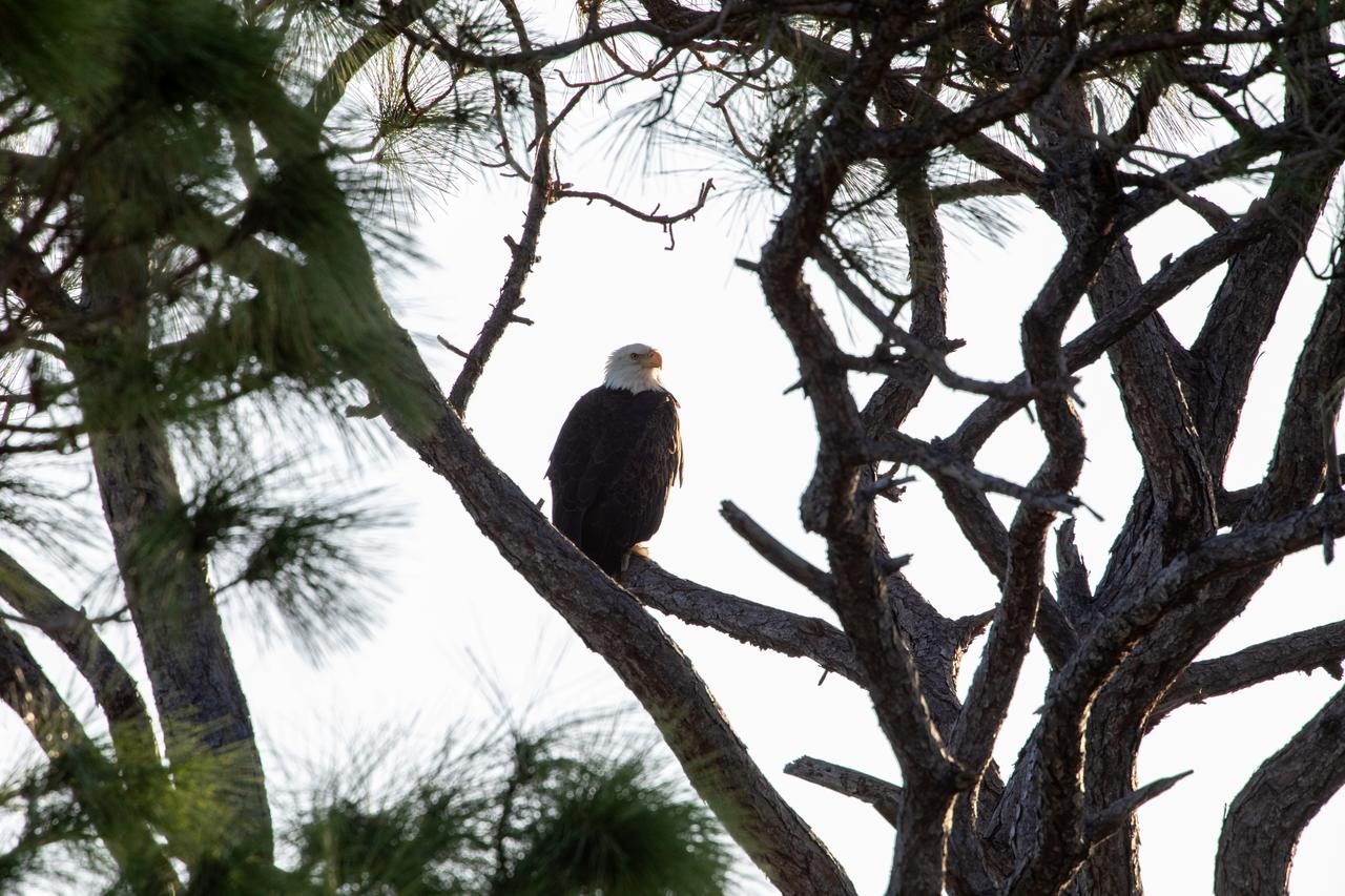 An American bald eagle is perched in a tree near its nest along Kennedy Parkway North on Monday, Nov. 4, 2024, about two miles from the Vehicle Assembly Building at NASA’s Kennedy Space Center in Florida. The spaceport shares a border with the 140,000-acre Merritt Island National Wildlife Refuge and is home to 39 eagle territories, 33 of which are active or potentially active between the months of September and March.