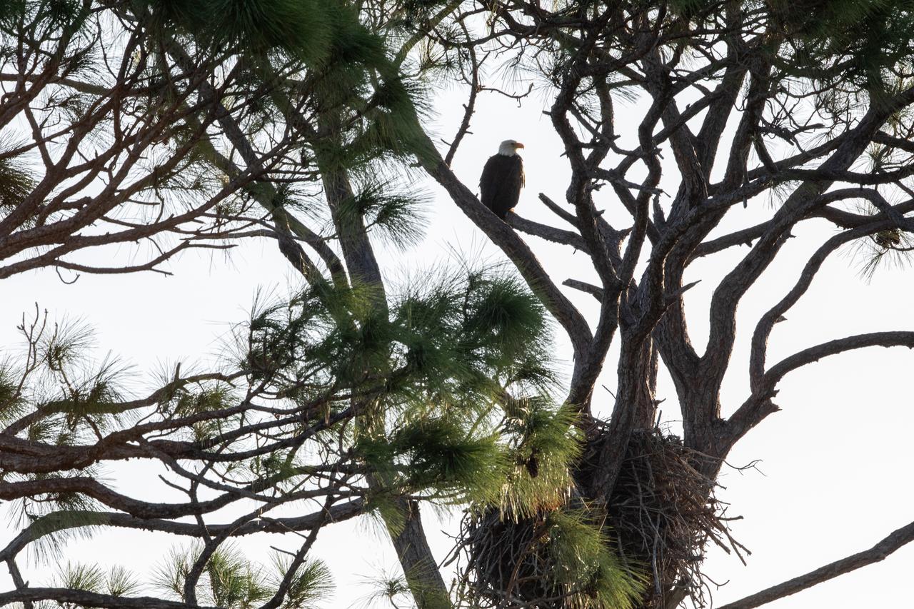 An American bald eagle is perched in a tree near its nest along Kennedy Parkway North on Monday, Nov. 4, 2024, about two miles from the Vehicle Assembly Building at NASA’s Kennedy Space Center in Florida. The spaceport shares a border with the 140,000-acre Merritt Island National Wildlife Refuge and is home to 39 eagle territories, 33 of which are active or potentially active between the months of September and March.