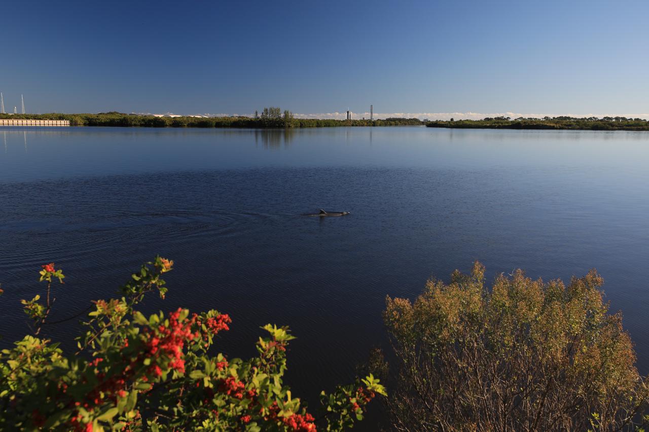 A dolphin swims in the turn basin of Launch Complex 39 at NASA’s Kennedy Space Center in Florida on Tuesday, Nov. 26, 2024. A SpaceX Falcon 9 rocket also can be seen in the background at Launch Pad 39A. Dolphins are a frequent sight in the rivers around NASA Kennedy, which shares a boundary with the Merritt Island Wildlife National Refuge and more than 1,500 species of plants and animals on 140,000 acres.