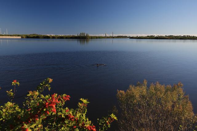 NASA image: Wildlife at KSC