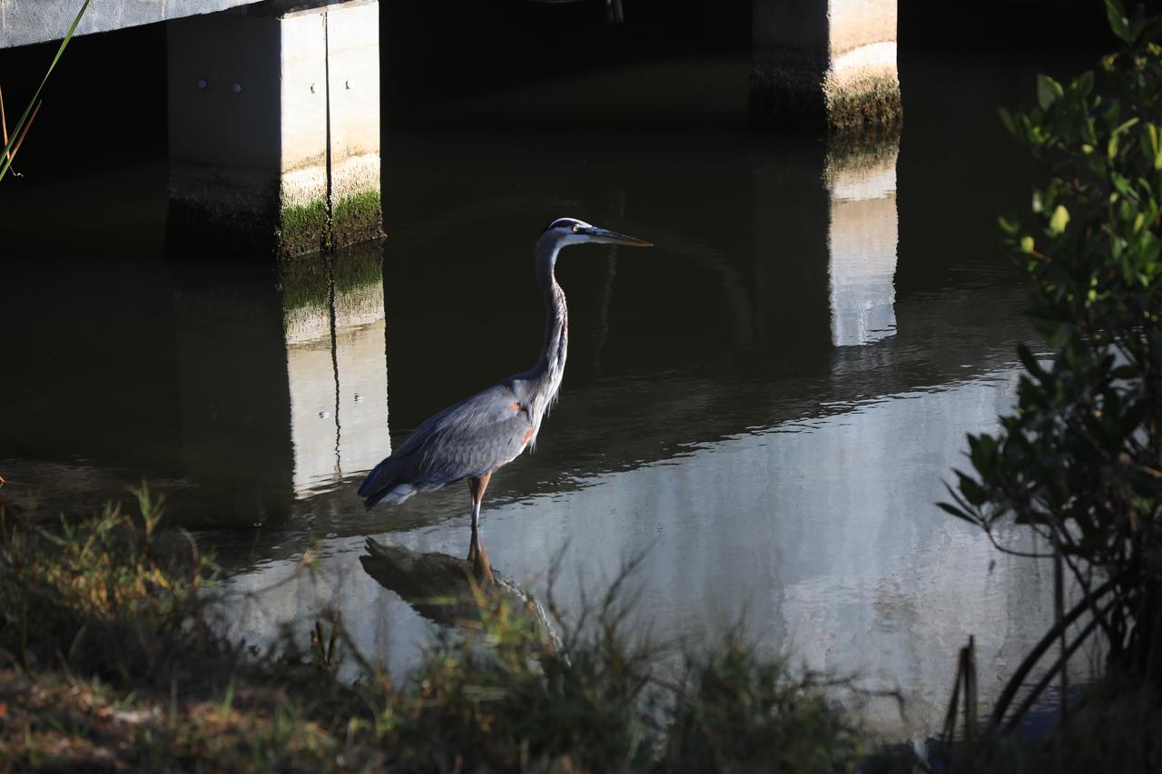 A great blue heron stands in the water at NASA's Kennedy Space Center in Florida on Tuesday, Nov. 26, 2024. A frequent sight around Kennedy, this large heron inhabits lakes, ponds, rivers, and marshes in a range from Alaska south to Mexico and the West Indies. NASA Kennedy shares a boundary with the Merritt Island National Wildlife Refuge that includes salt-water estuaries, brackish marshes, hardwood hammocks, and pine flatwoods.