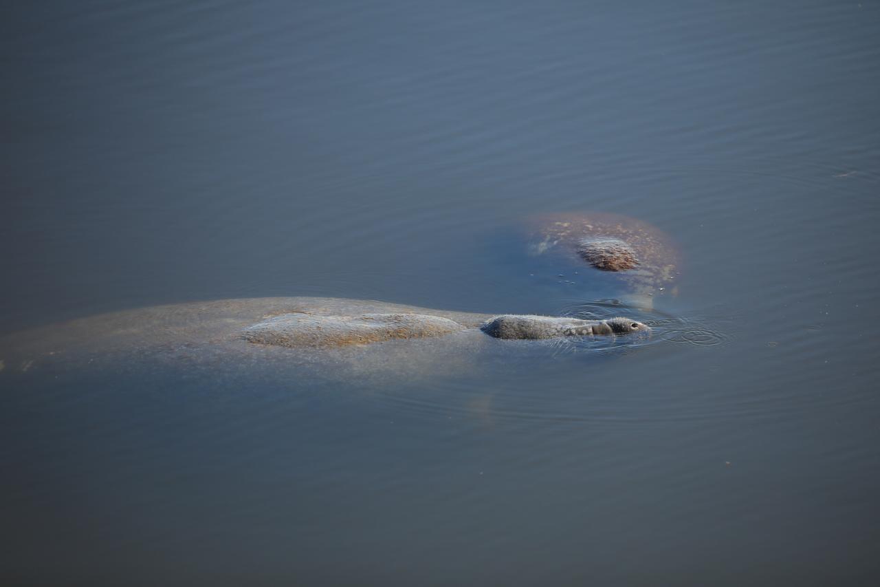 Several manatees swim in  the turn basin of Launch Complex 39 at NASA’s Kennedy Space Center in Florida on Tuesday, Nov. 26, 2024. NASA Kennedy shares a boundary with the Merritt Island Wildlife National Refuge and is home to more than 1,500 species of plants and animals on 140,000 acres.