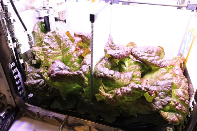 NASA image: PH-07 Ground Ops Harvest