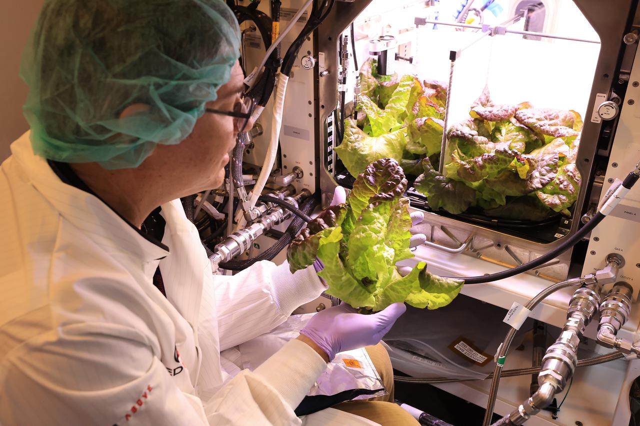Inside a laboratory in the Space Systems Processing Facility at NASA’s Kennedy Space Center in Florida, a plant biologist harvests Outredgeous romaine lettuce growing in the Advanced Plant Habitat ground unit as the ground control portion of the Plant Habitat-07 (PH-07) experiment on Thursday, April 24, 2025. PH-07 was sent to the International Space Station on NASA’s SpaceX 31st commercial resupply services mission to study how optimal and suboptimal moisture conditions impact plant growth, nutrient content, and the plant microbiome.