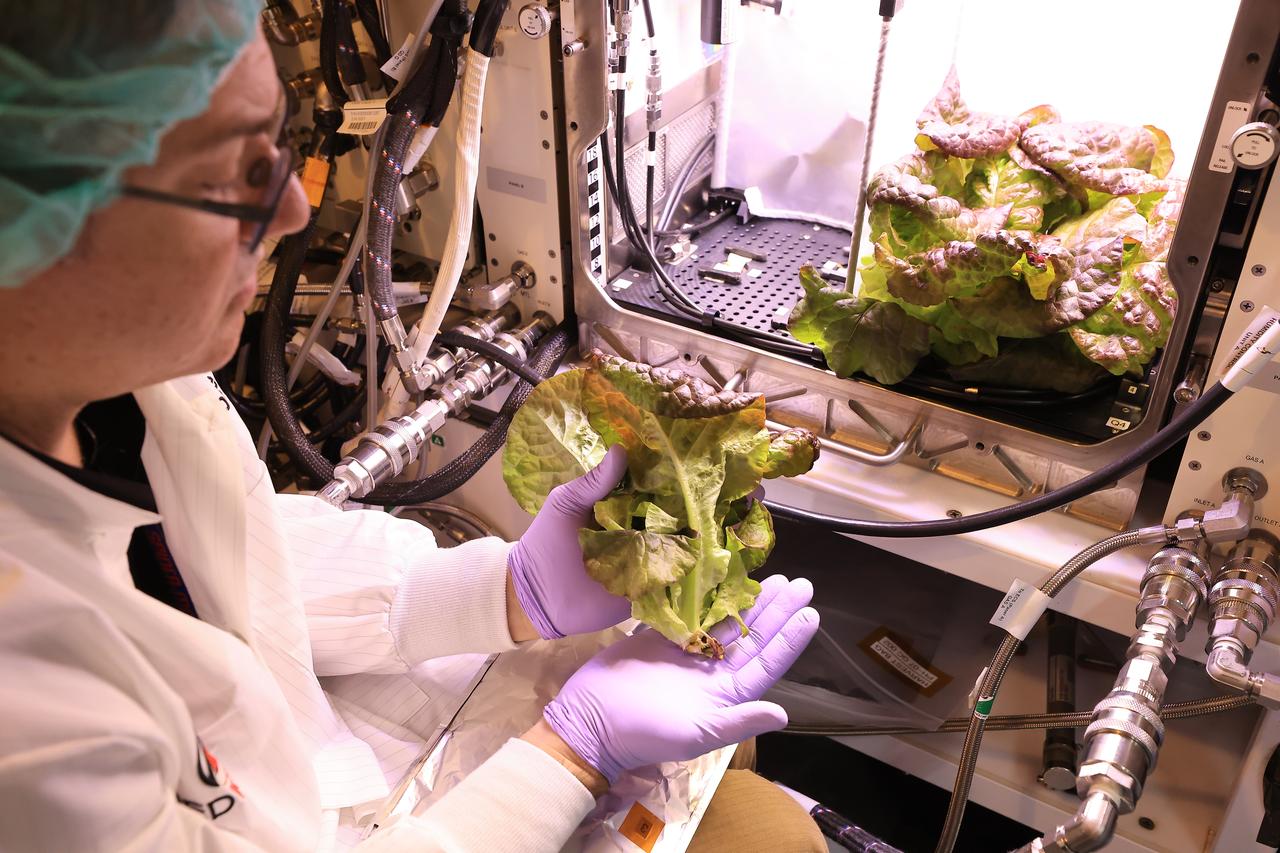 Inside a laboratory in the Space Systems Processing Facility at NASA’s Kennedy Space Center in Florida, a plant biologist harvests Outredgeous romaine lettuce growing in the Advanced Plant Habitat ground unit as the ground control portion of the Plant Habitat-07 (PH-07) experiment on Thursday, April 24, 2025. PH-07 was sent to the International Space Station on NASA’s SpaceX 31st commercial resupply services mission to study how optimal and suboptimal moisture conditions impact plant growth, nutrient content, and the plant microbiome.