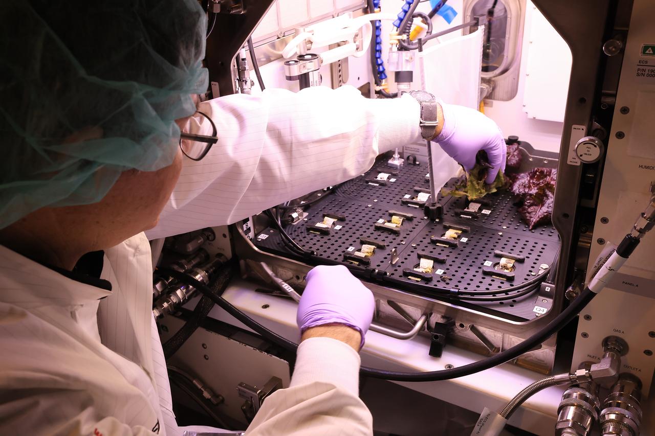 Inside a laboratory in the Space Systems Processing Facility at NASA’s Kennedy Space Center in Florida, a plant biologist harvests Outredgeous romaine lettuce growing in the Advanced Plant Habitat ground unit as the ground control portion of the Plant Habitat-07 (PH-07) experiment on Thursday, April 24, 2025. PH-07 was sent to the International Space Station on NASA’s SpaceX 31st commercial resupply services mission to study how optimal and suboptimal moisture conditions impact plant growth, nutrient content, and the plant microbiome.
