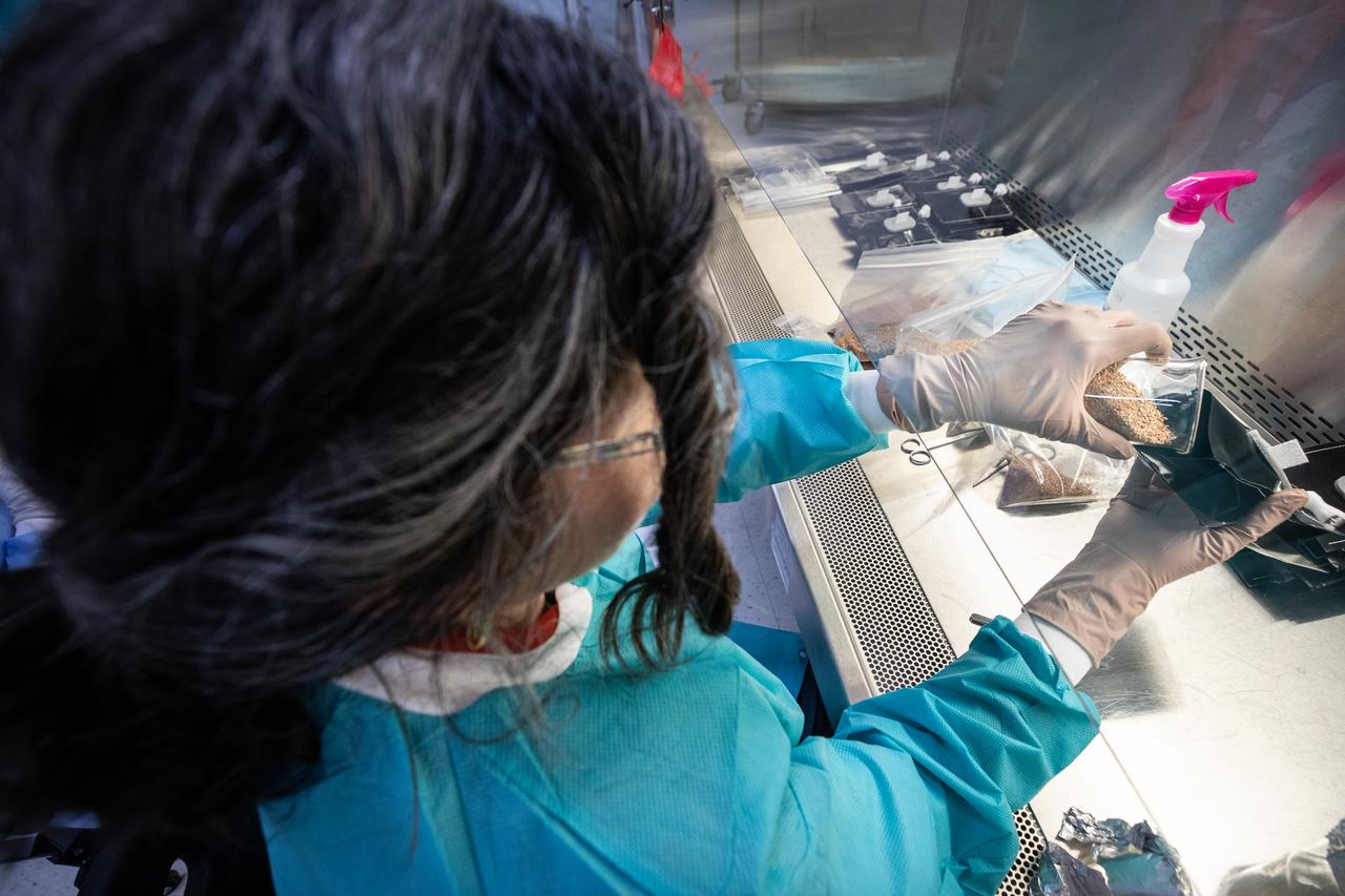 A member of the space crop production team pours substrate and controlled release fertilizer into a Veggie plant pillow on Thursday, May 29, 2025, inside the Space Systems Processing Facility at NASA’s Kennedy Space Center in Florida. The plant pillows, along with Veg-03 MNO seed films, which will carry seeds of Red Russian kale, Wasabi mustard greens, and Dragoon lettuce, are set to fly aboard NASA’s SpaceX Crew-11 mission to the International Space Station to grow in the space environment to study how microgravity impacts crop development compared to ground-grown plants. Seed films enable seed handling and planting of seeds into plant pillows allowing for astronaut choice of crops to grow. Plants can provide whole food nutrition, improve menu variety, and positively impact behavioral health of astronauts on long duration missions to the Moon and Mars and space crop research aboard the orbiting laboratory is enabled by NASA’s Biological and Physical Sciences Division and the International Space Station Program.