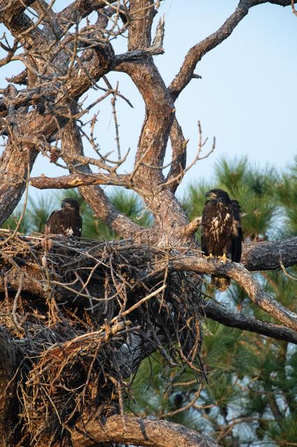 NASA image: Wildlife Photography - Bald Eagles