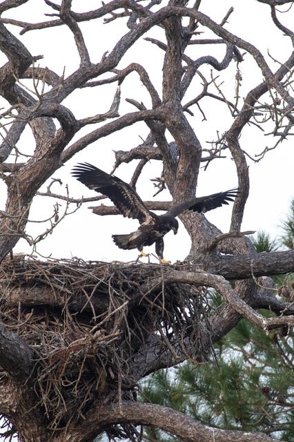 NASA image: Wildlife Photography - Bald Eagles