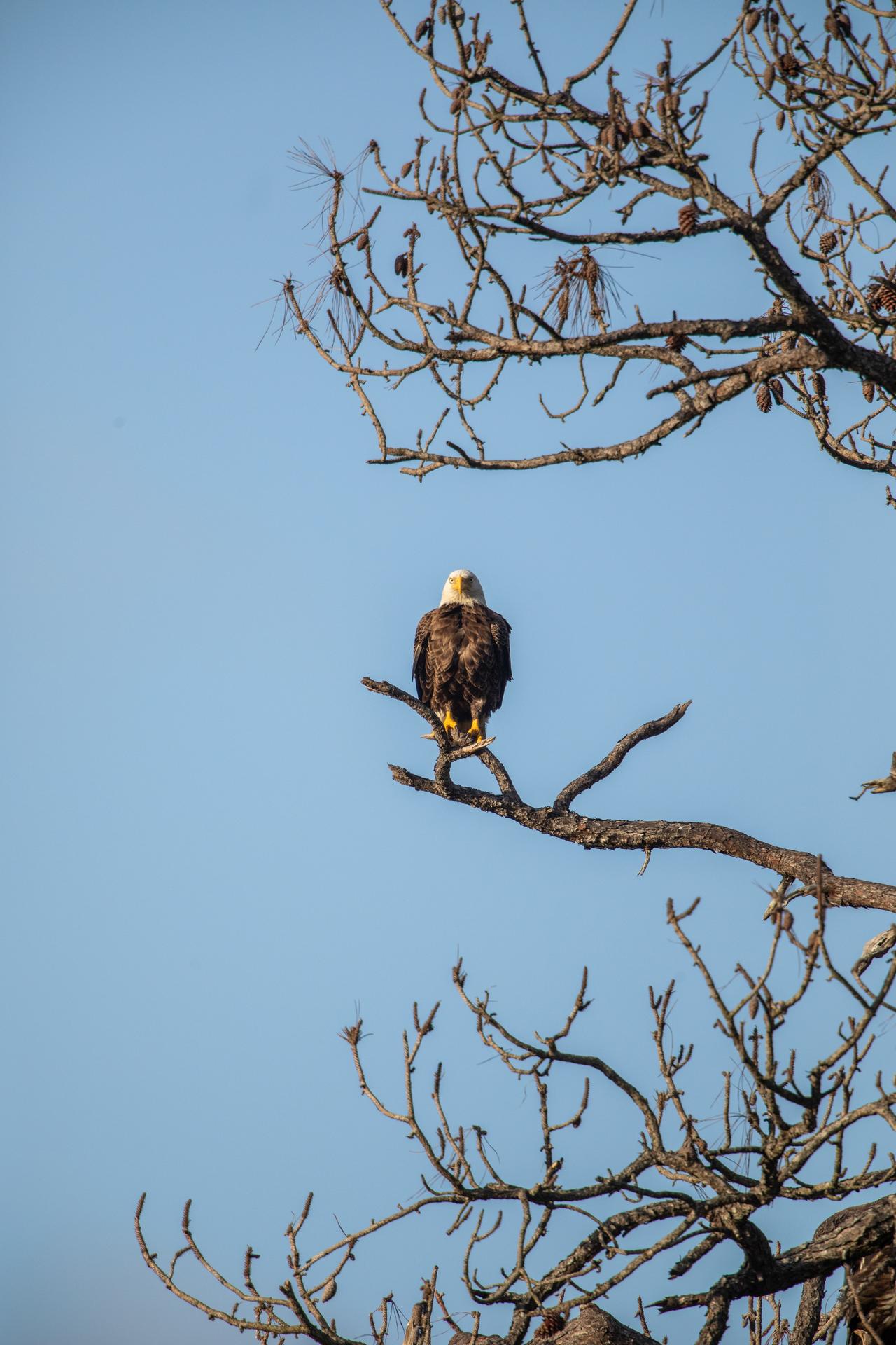Wildlife Photography - Bald Eagles