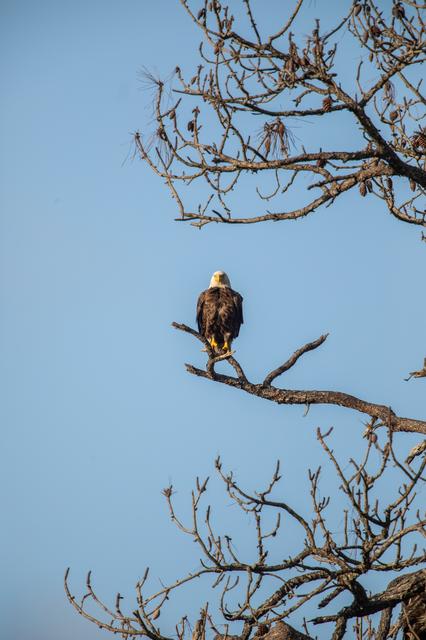 NASA image: Wildlife Photography - Bald Eagles
