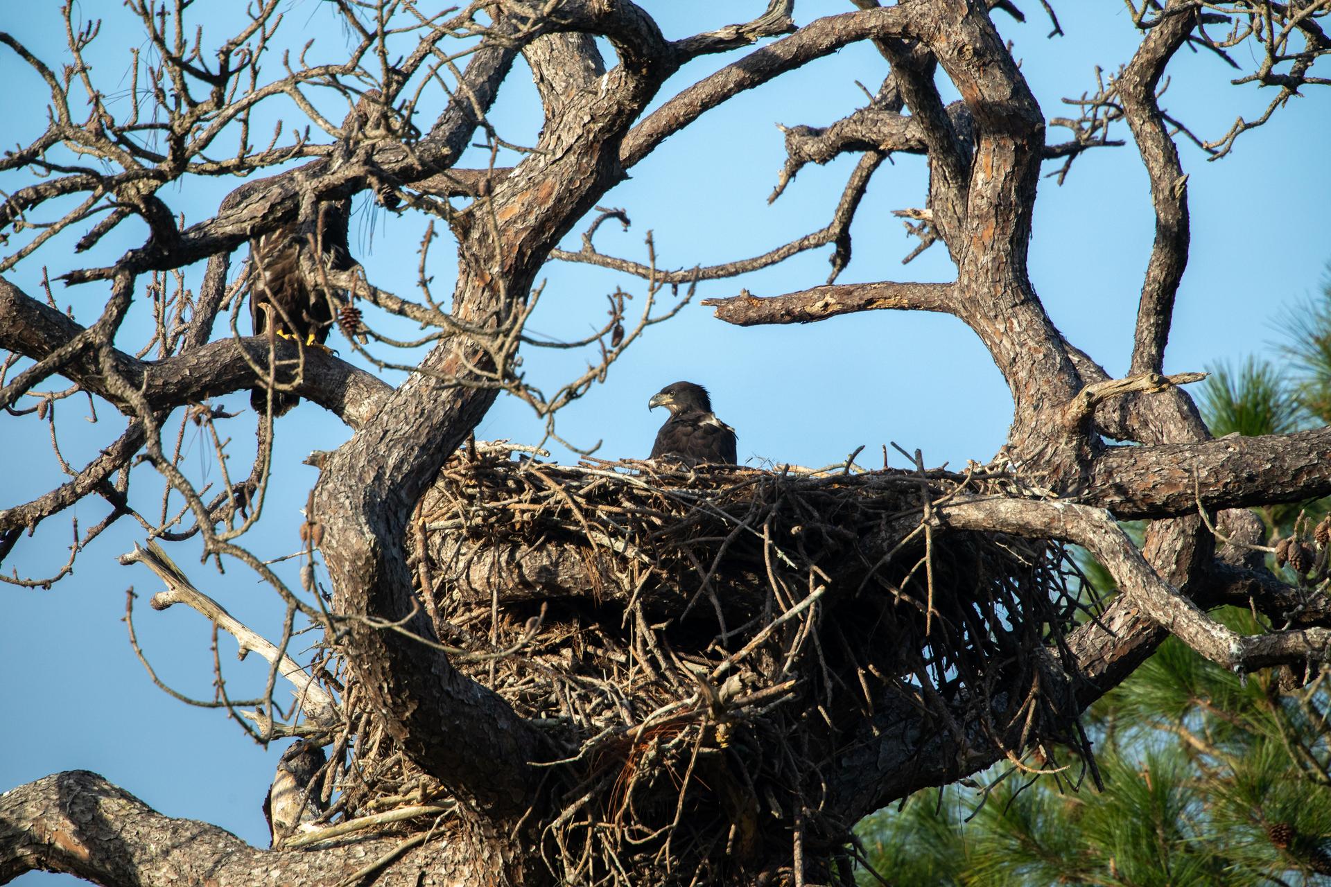 Wildlife Photography - Bald Eagles