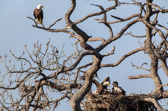 NASA image: Wildlife Photography - Bald Eagles