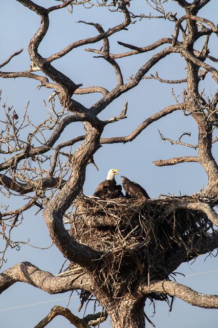 NASA image: Wildlife Photography - Bald Eagles