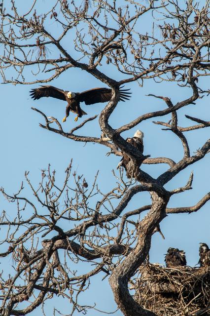 NASA image: Wildlife Photography - Bald Eagles