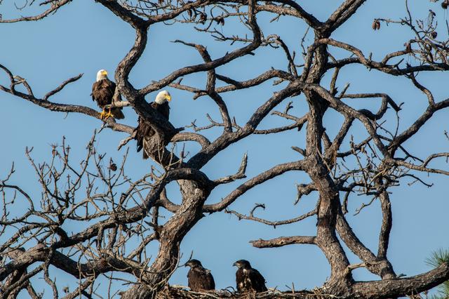 NASA image: Wildlife Photography - Bald Eagles