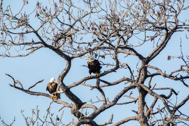 NASA image: Wildlife Photography - Bald Eagles