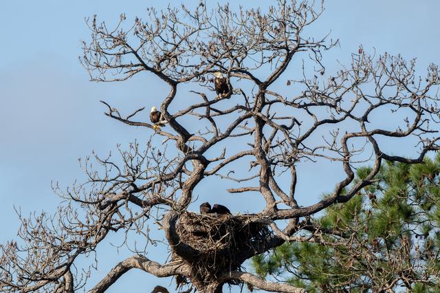 NASA image: Wildlife Photography - Bald Eagles
