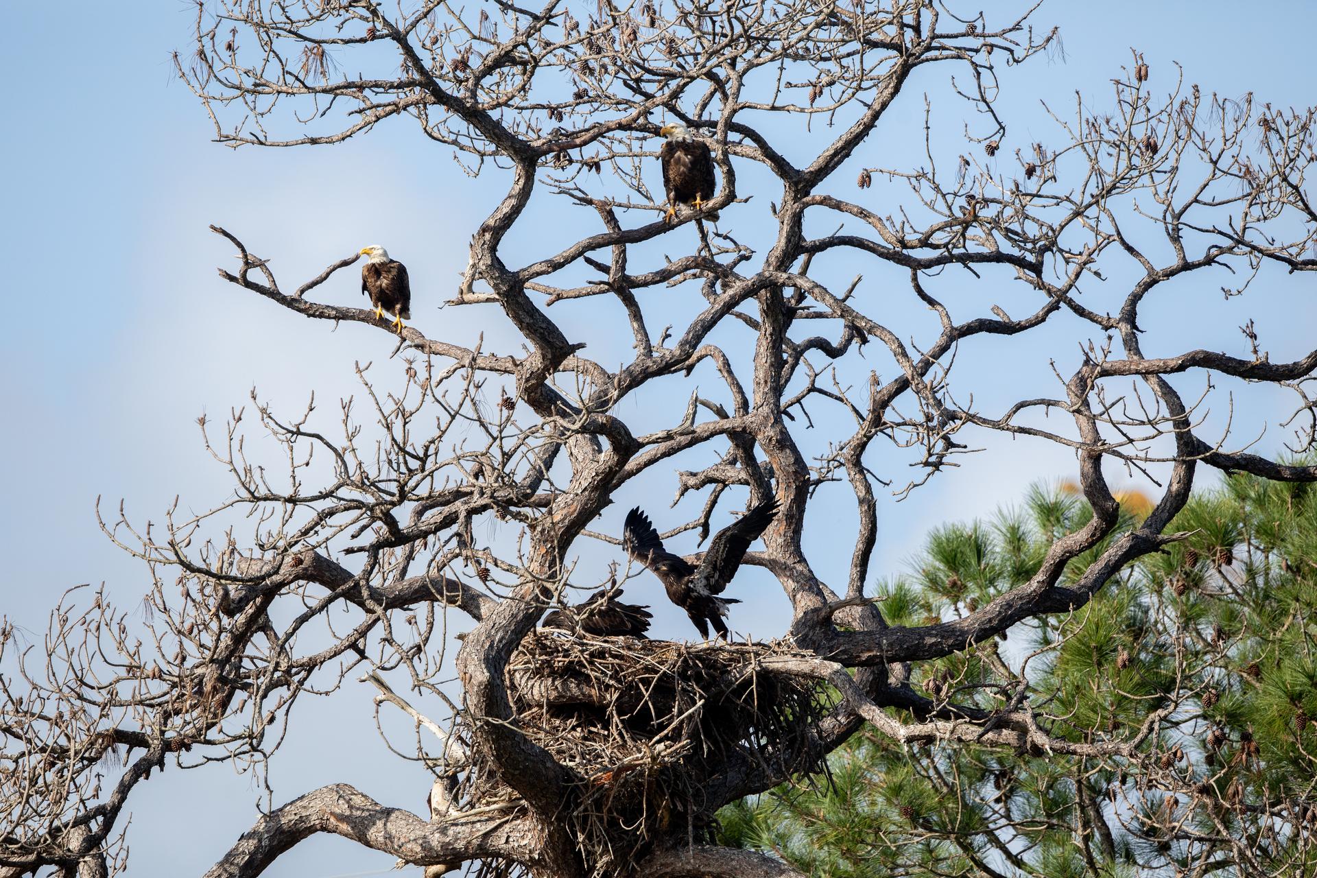 Two American bald eagles sit perched on a tree branch while two eaglets prepare to fly out of their nest at NASA’s Kennedy Space Center in Florida on Friday, March 13, 2026. Bald eagle nesting surveys across NASA Kennedy, Merritt Island National Wildlife Refuge, and Canaveral National Seashore are conducted annually to document the number of bald eagle active and inactive nests in support of wildlife management and regulatory compliance. Each year, eagles take up winter residence at the Florida spaceport, breeding and raising a new generation.