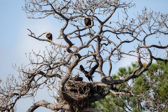 NASA image: Wildlife Photography - Bald Eagles