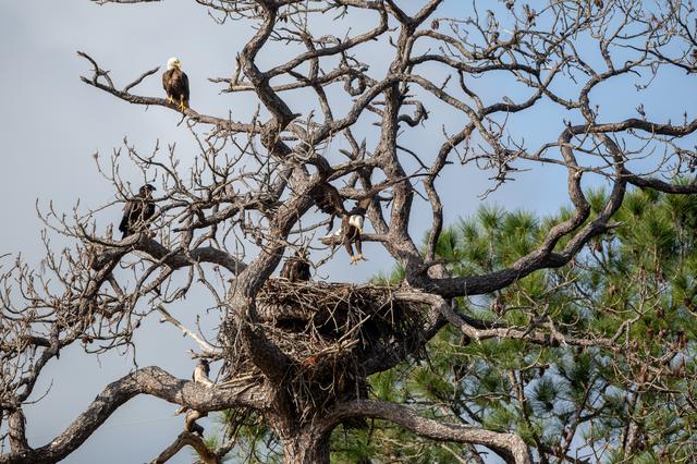 NASA image: Wildlife Photography - Bald Eagles