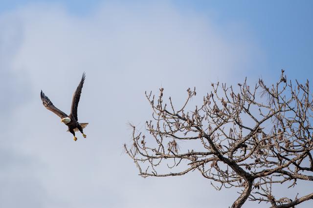 NASA image: Wildlife Photography - Bald Eagles