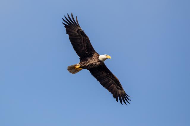 NASA image: Wildlife Photography - Bald Eagles