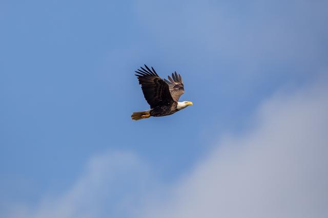 NASA image: Wildlife Photography - Bald Eagles