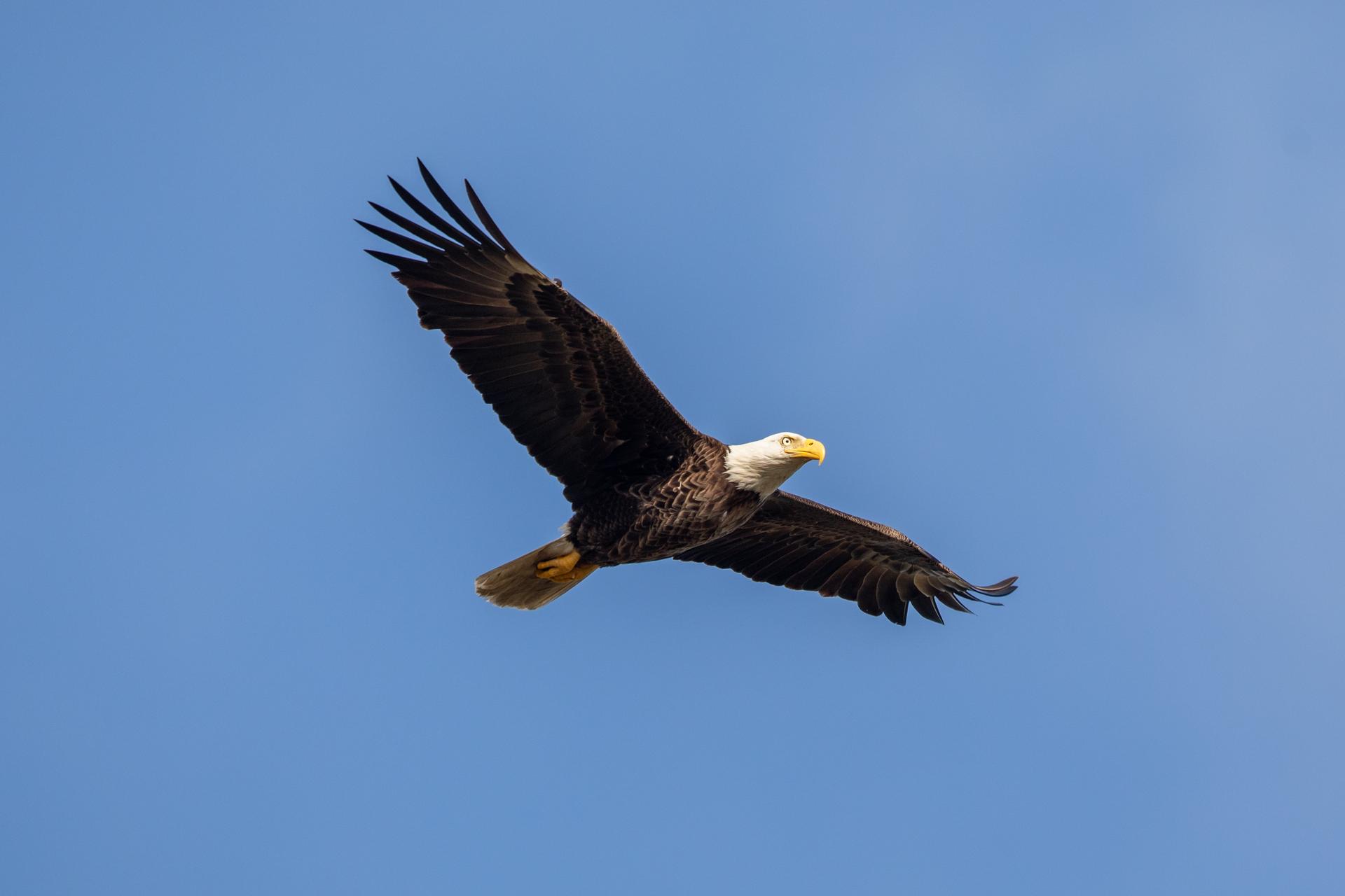 Wildlife Photography - Bald Eagles