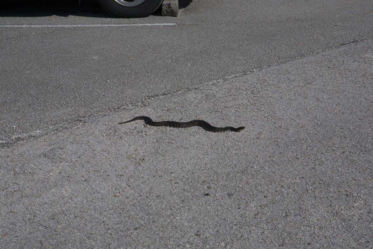 A water moccasin snake travels across the gravel surface near the Mobile Launcher, or ML, at the Mobile Launcher Park Site at NASA’s Kennedy Space Center in Florida. Nearby, the haunch, a structure that will support the launch vehicle on the ML, arrives by flatbed truck at the park site. The ML is being modified and strengthened to accommodate the weight, size and thrust at launch of NASA's Space Launch System, or SLS, and Orion spacecraft. In 2013, the agency awarded a contract to J.P. Donovan Construction Inc. of Rockledge, Fla., to modify the ML, which is one of the key elements of ground support equipment that is being upgraded by the Ground Systems Development and Operations Program at Kennedy. The existing 24-foot exhaust hole is being enlarged and strengthened for the larger, heavier SLS rocket. The ML will carry the SLS rocket and Orion spacecraft to Launch Pad 39B for its first uncrewed mission, Exploration Mission-1, in 2018. 
