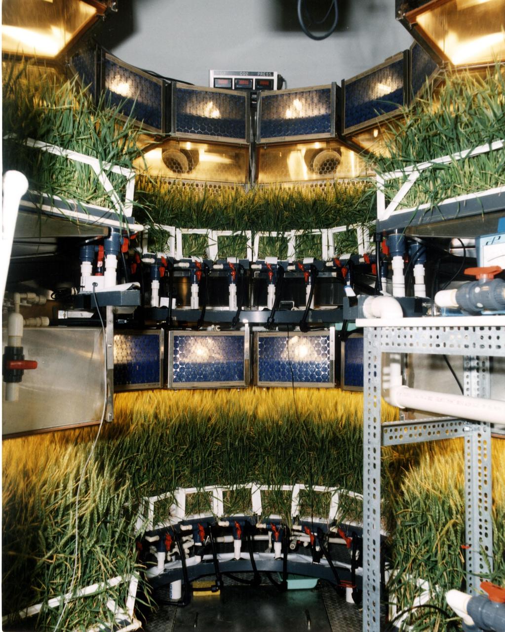 Original photo and caption dated June 22, 1988: &quot;A dwarf wheat variety known as Yecoro Rojo flourishes in KSC's Biomass Production Chamber. Researchers are gathering information on the crop's ability to produce food, water and oxygen, and then remove carbon dioxide. The confined quarters associated with space travel require researchers to focus on smaller plants that yield proportionately large amounts of biomass. This wheat crop takes about 85 days to grow before harvest.&quot