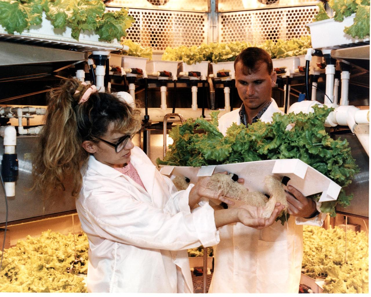 Original photo and caption dated October 8, 1991: <i>&quot;Plant researchers Lisa Ruffe and Neil Yorio prepare to harvest a crop of Waldann's Green Lettuce from KSC's Biomass Production Chamber (BPC). KSC researchers have grown several different crops in the BPC to determine which plants will better produce food, water and oxygen on long-duration space missions.&quot;</i