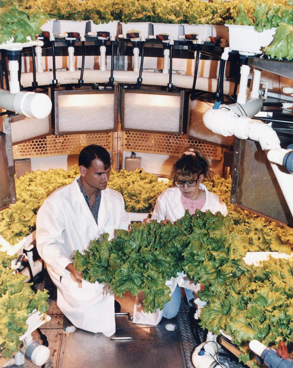 Original photo and caption dated October 8, 1991: &quot;Plant researchers Neil Yorio and Lisa Ruffe prepare to harvest a crop of Waldann's Green Lettuce from KSC's Biomass Production Chamber (BPC). KSC researchers have grown several different crops in the BPC to determine which plants will better produce food, water and oxygen on long-duration space missions.&quot