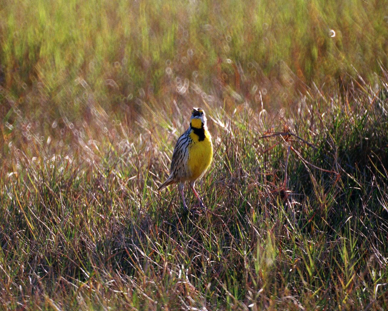 KENNEDY SPACE CENTER, FLA. - Co-located on the Kennedy Space Center is the Merritt Island National Wildlife Refuge, one of the finest refuges in the world. Here, birds, amphibians, mammals and other wild creatures thrive in a multitude of habitats untouched by the human hand. The refuge is living proof that high technology and nature can successfully co-exist.  Photo credit: NASA