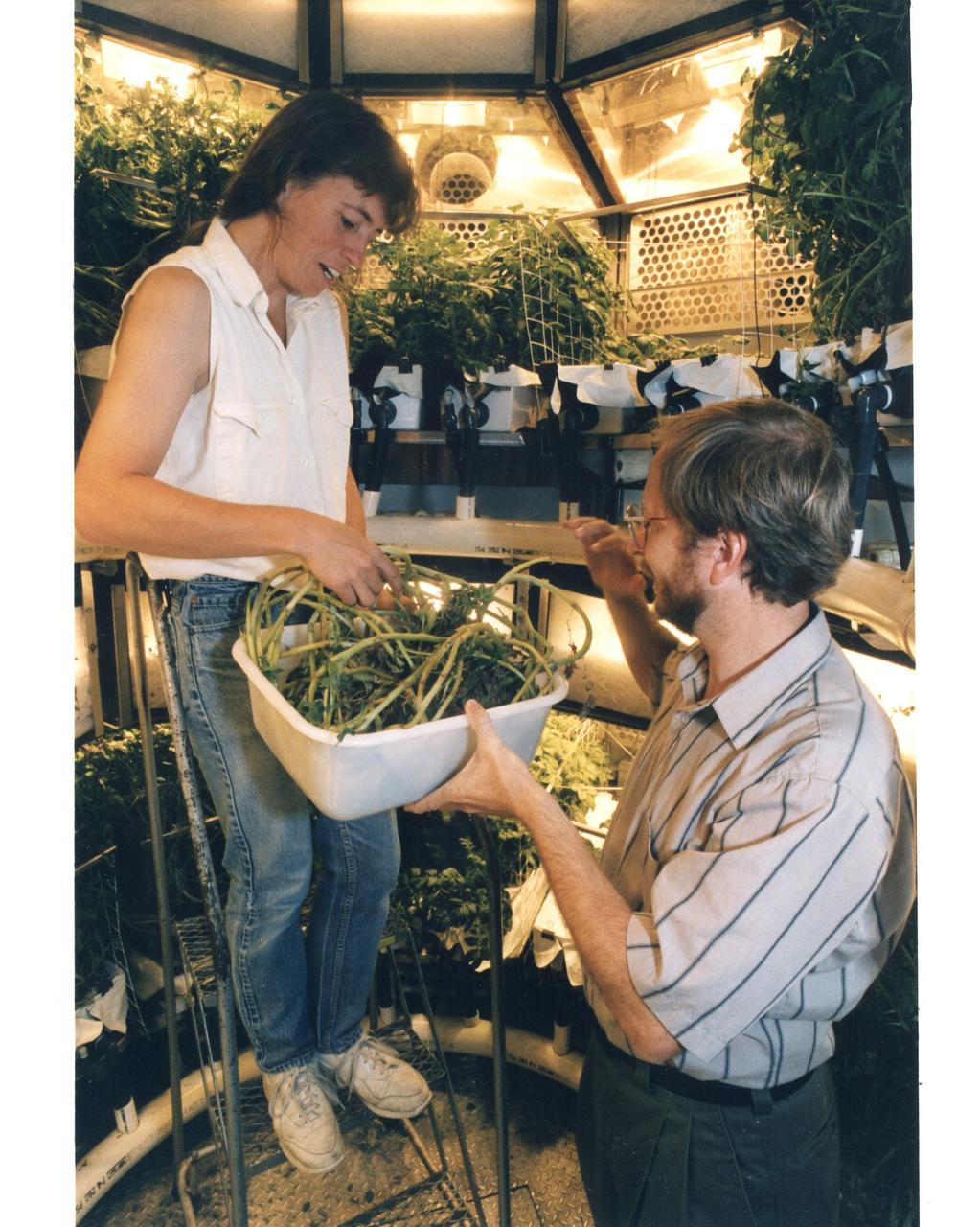 Original photo and caption dated August 14, 1995: <i>&quot;KSC plant physiologist Dr. Gary Stutte (right) and Cheryl Mackowiak harvest potatoes grown in the Biomass Production Chamber of the Controlled Enviornment Life Support System (CELSS in Hangar L at Cape Canaveral Air Station. During a 418-day &quot;human rated&quot; experiment, potato crops grown in the chamber provided the equivalent of a continuous supply of the oxygen for one astronaut, along with 55 percent of that long-duration space flight crew member's caloric food requirements and enough purified water for four astronauts while absorbing their expelled carbon dioxide. The experiment provided data that will help demonstarte the feasibility of the CELSS operating as a bioregenerative life support system for lunar and deep-space missions that can operate independently without the need to carry consumables such as air, water and food, while not requiring the expendable air and water system filters necessary on today's human-piloted spacecraft.&quot;</i