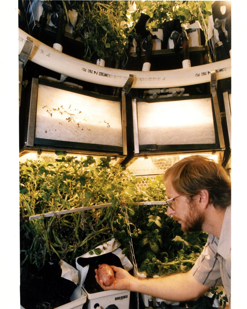 Original photo and caption dated August 14, 1995: <i>&quot;KSC plant physiologist Dr. Gary Stutte harvests a potato grown in the Biomass Production Chamber of the Controlled environment Life Support system (CELSS) in Hangar L at Cape Canaveral Air Station. During a 418-day &quot;human rated&quot; experiment, potato crops grown in the chamber provided the equivalent of a continuous supply of the oxygen for one astronaut, along with 55 percent of that long-duration space flight crew member's caloric food requirements and enough purified water for four astronauts while absorbing their expelled carbon dioxide. The experiment provided data that will help demonstarte the feasibility of the CELSS operating as a bioregenerative life support system for lunar and deep-space missions that can operate independently without the need to carry consumables such as air, water and food, while not requiring the expendable air and water system filters necessary on today's human-piloted spacecraft.&quot;</i
