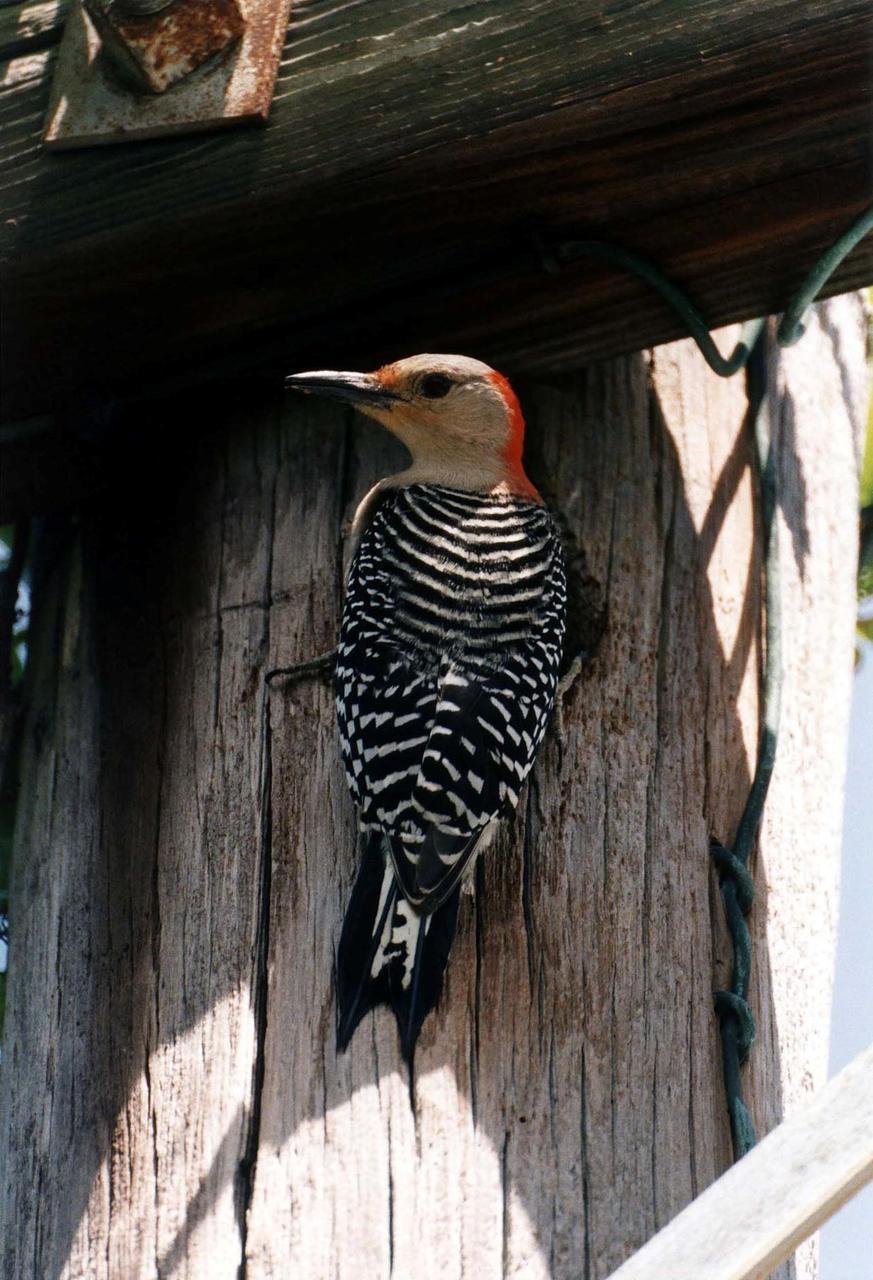 KENNEDY SPACE CENTER, FLA. - A female Red-bellied Woodpecker clings to a utility pole where it has made a home on Merritt Island Wildlife Refuge.  The most common type of woodpecker in the South, the "Zebraback" nests in the cavities of trees and consumes large quantities of wood-boring beetles, as well as other insect pests.  More than 280 species of birds make their homes on the 140,000-acre refuge, which lies within the boundaries of Kennedy Space Center.